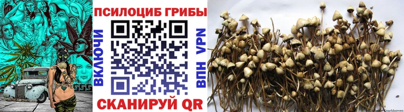 Псилоцибиновые грибы MAGIC MUSHROOMS  где купить   мега ТОР  Грайворон 
